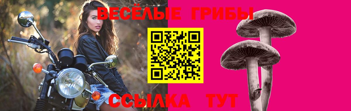Псилоцибиновые грибы Psilocybe Королёв